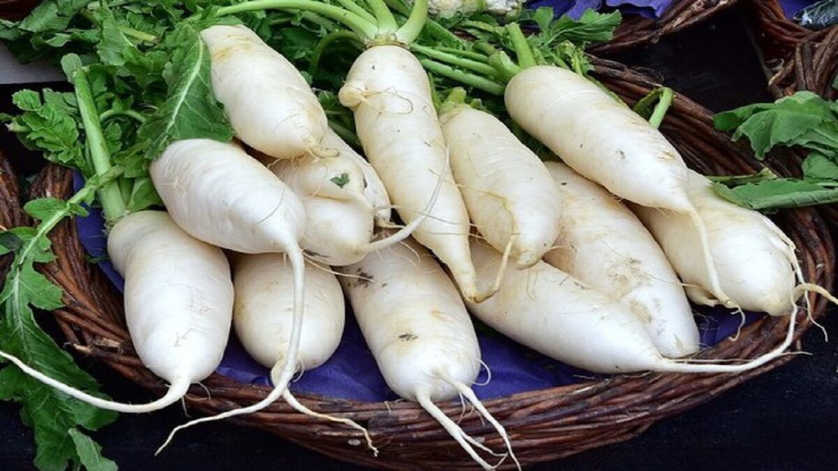 radish