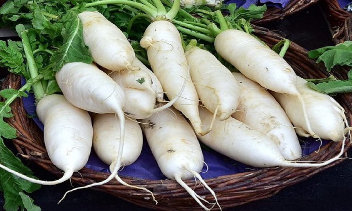 radish