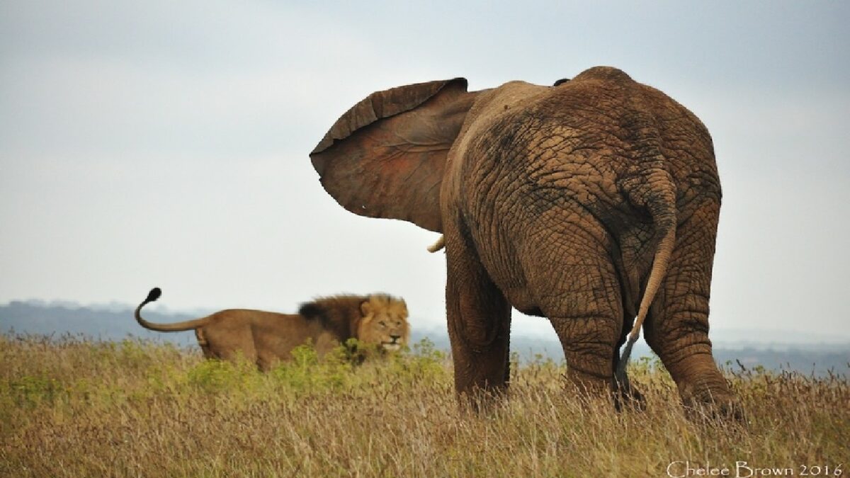 Elephant-is-a-enemy-of-lion-king-of-the-jungle-gets-scared-on-seeing-it