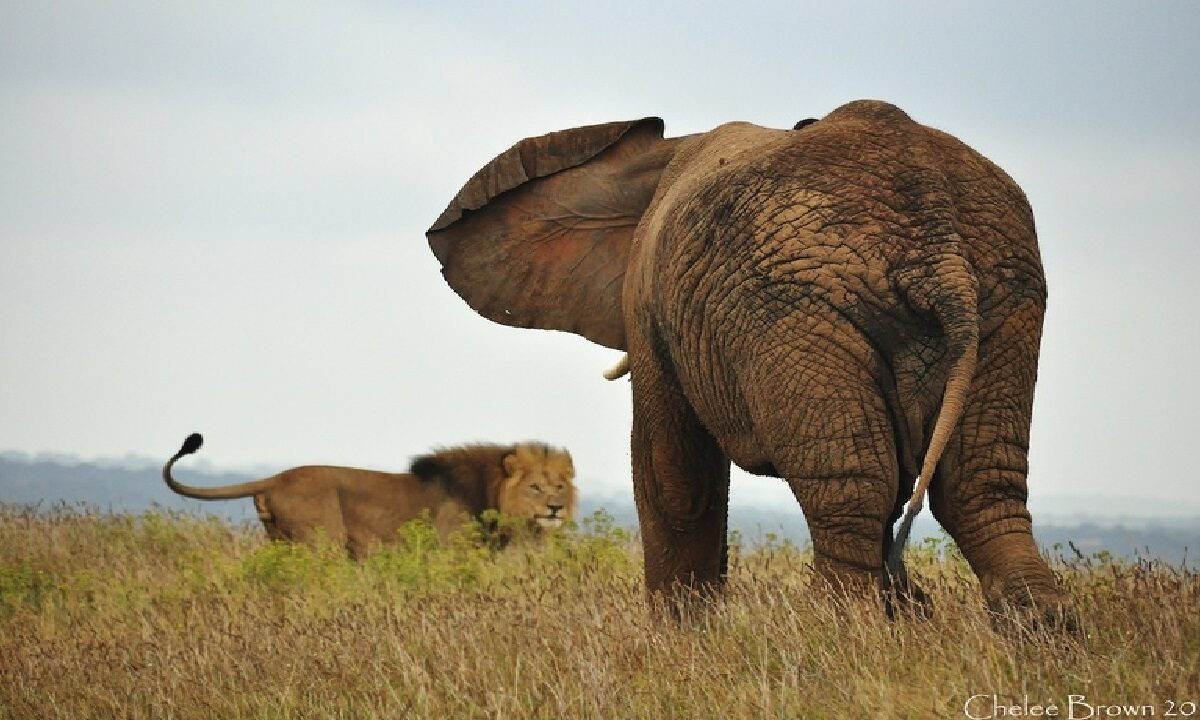 Elephant-is-a-enemy-of-lion-king-of-the-jungle-gets-scared-on-seeing-it