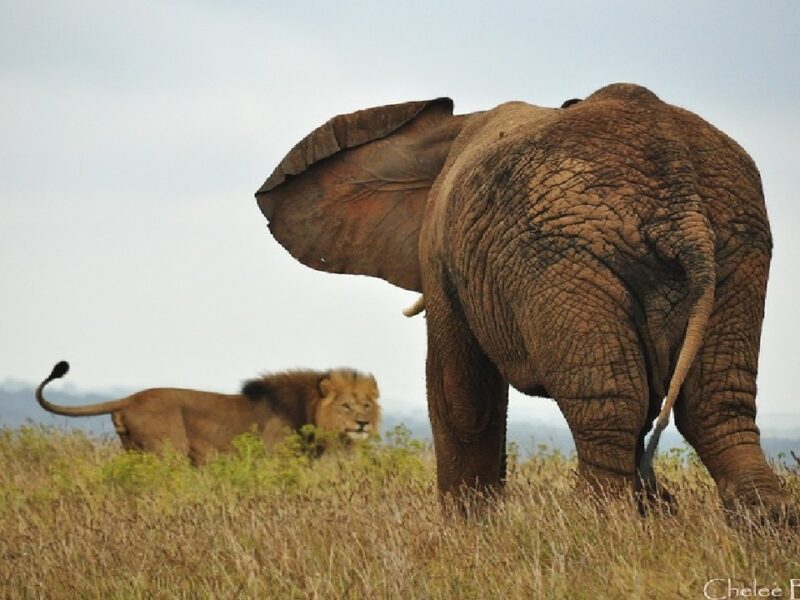 Elephant-is-a-enemy-of-lion-king-of-the-jungle-gets-scared-on-seeing-it