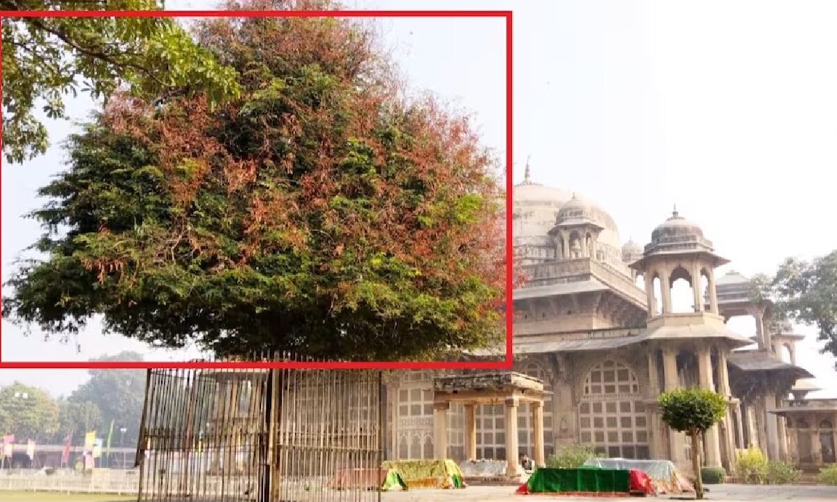 Famous Singers Come To Gwalior To Eat The Leaves Of The Tamarind-Tree Near Tansens Tomb