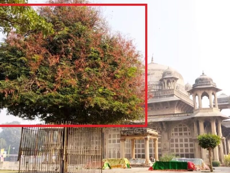 Famous Singers Come To Gwalior To Eat The Leaves Of The Tamarind-Tree Near Tansens Tomb