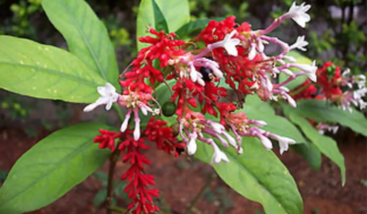 Sarpagandha Plants