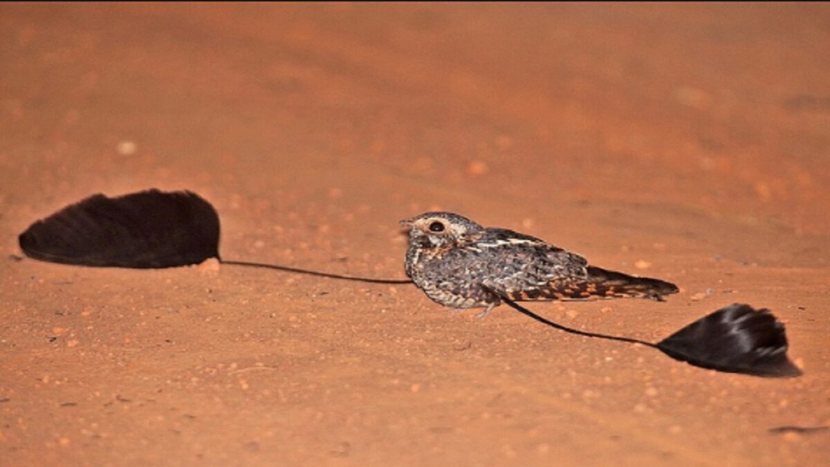 Standard-Winged Nightjar