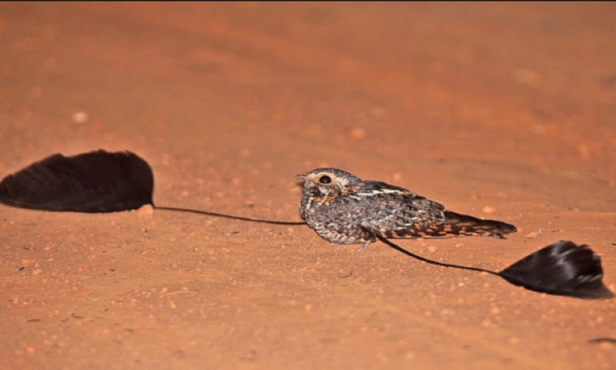 Standard-Winged Nightjar