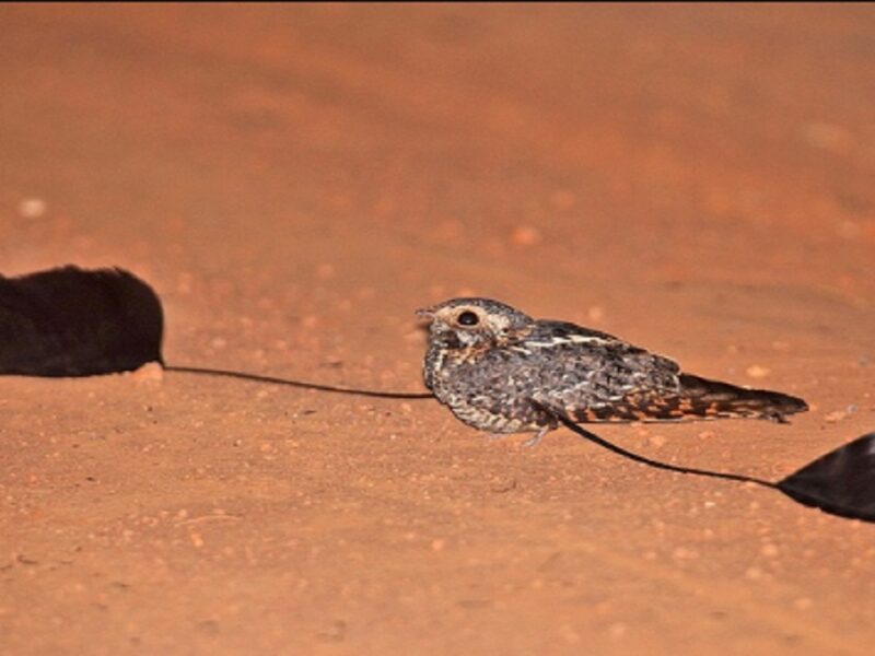 Standard-Winged Nightjar