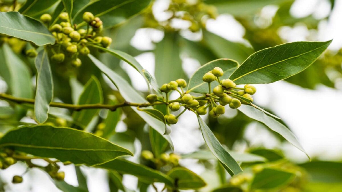 bay leaf benefits