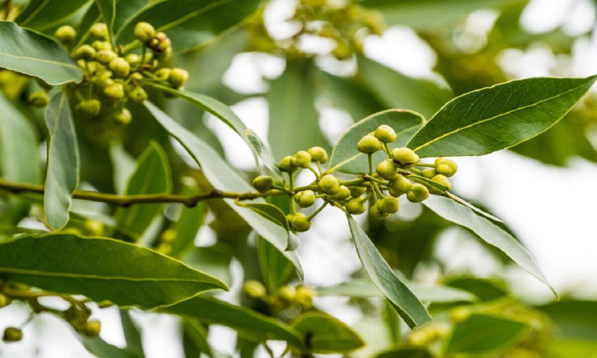 bay leaf benefits