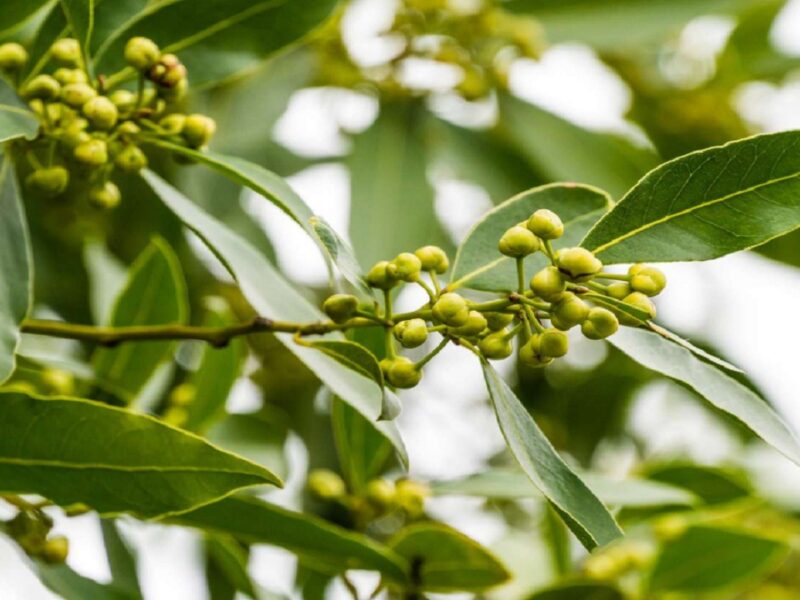 bay leaf benefits