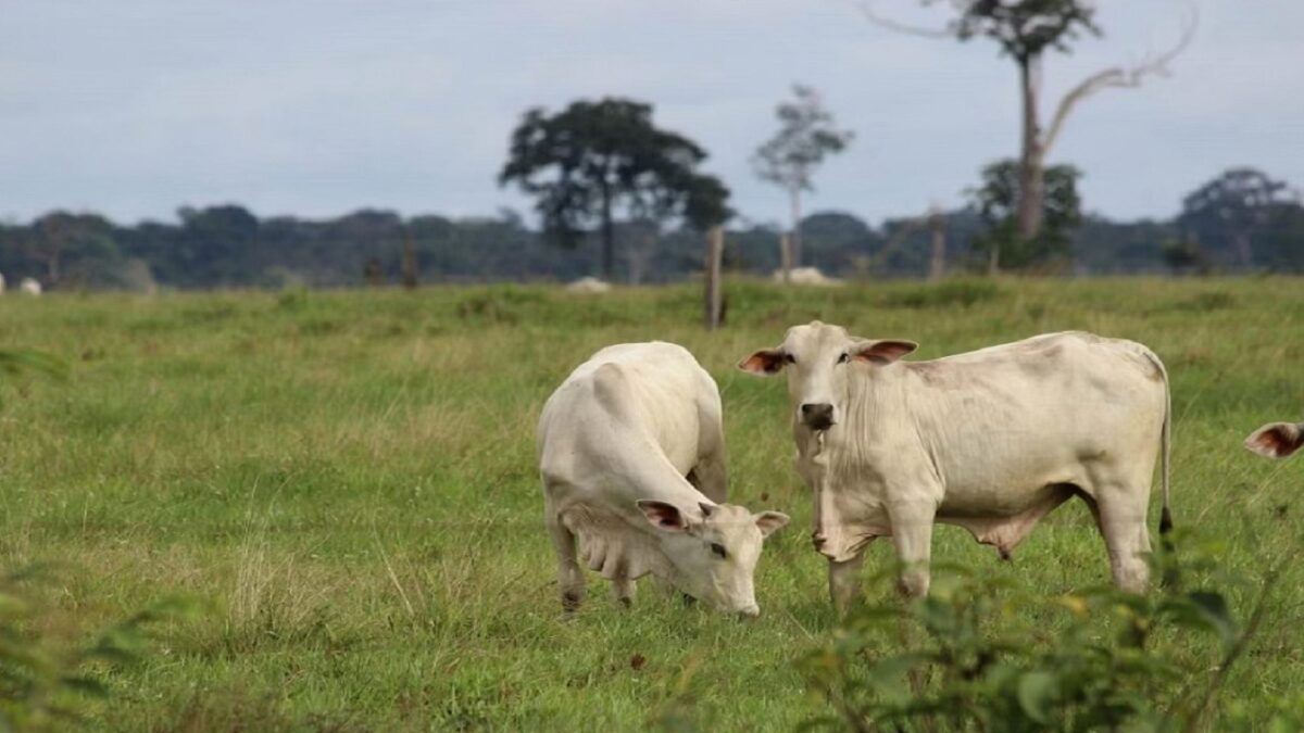 crop damage and wild animals