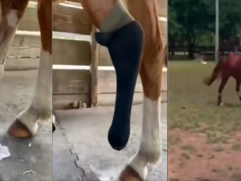 horse viral video