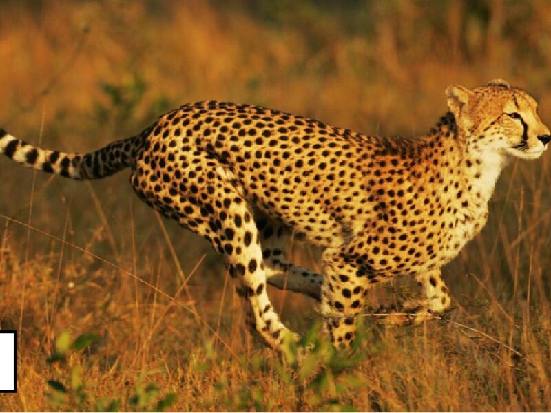 Why Cheetah Like Snake Hunting