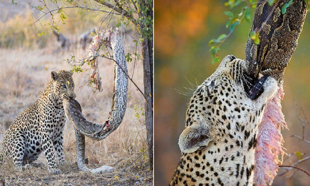 Cheetah hunts snake