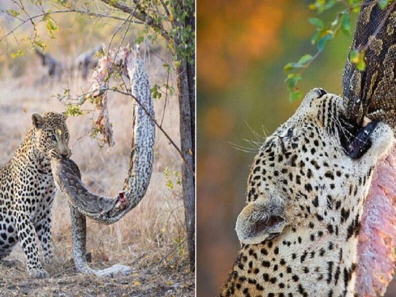 Cheetah hunts snake