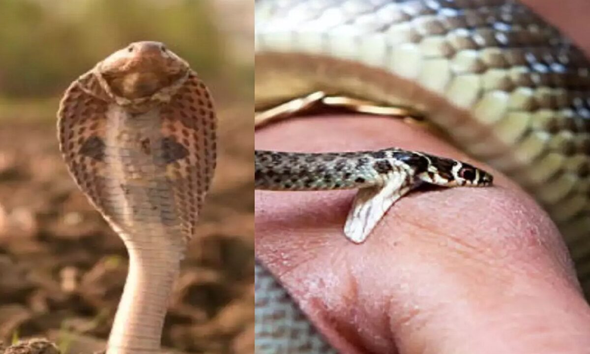 Snakes Biggest Myths