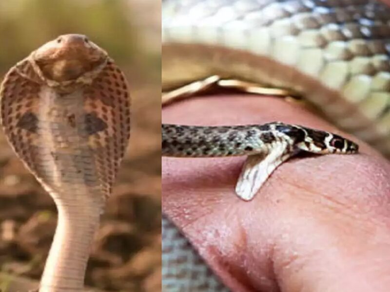 Snakes Biggest Myths