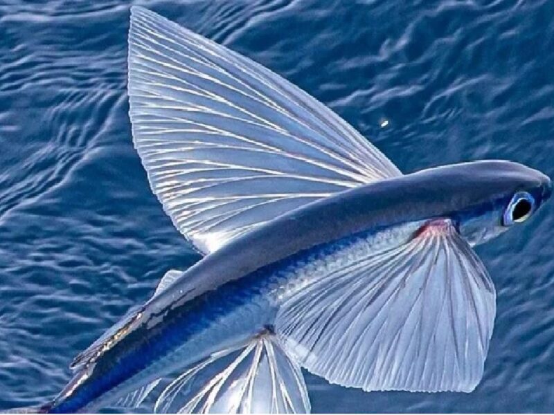 Flying fish