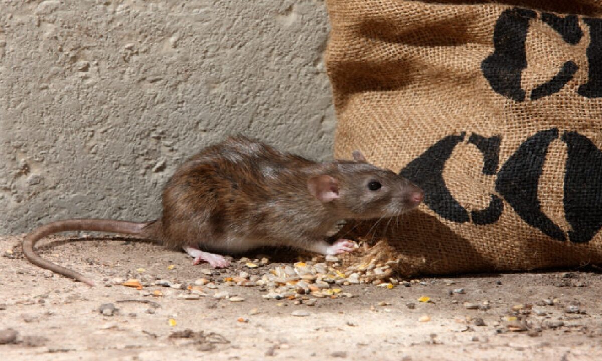 Get Rids Of Rat Without Killing Them