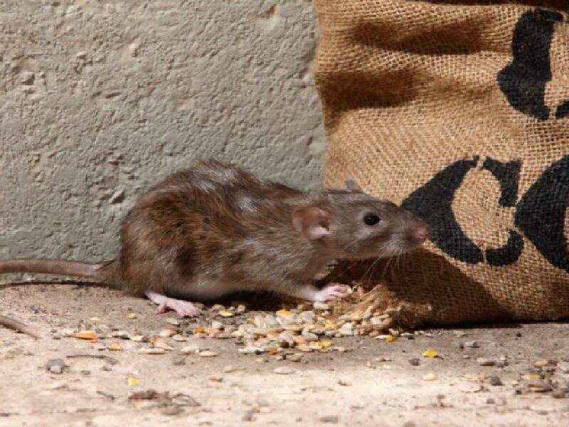 Get Rids Of Rat Without Killing Them