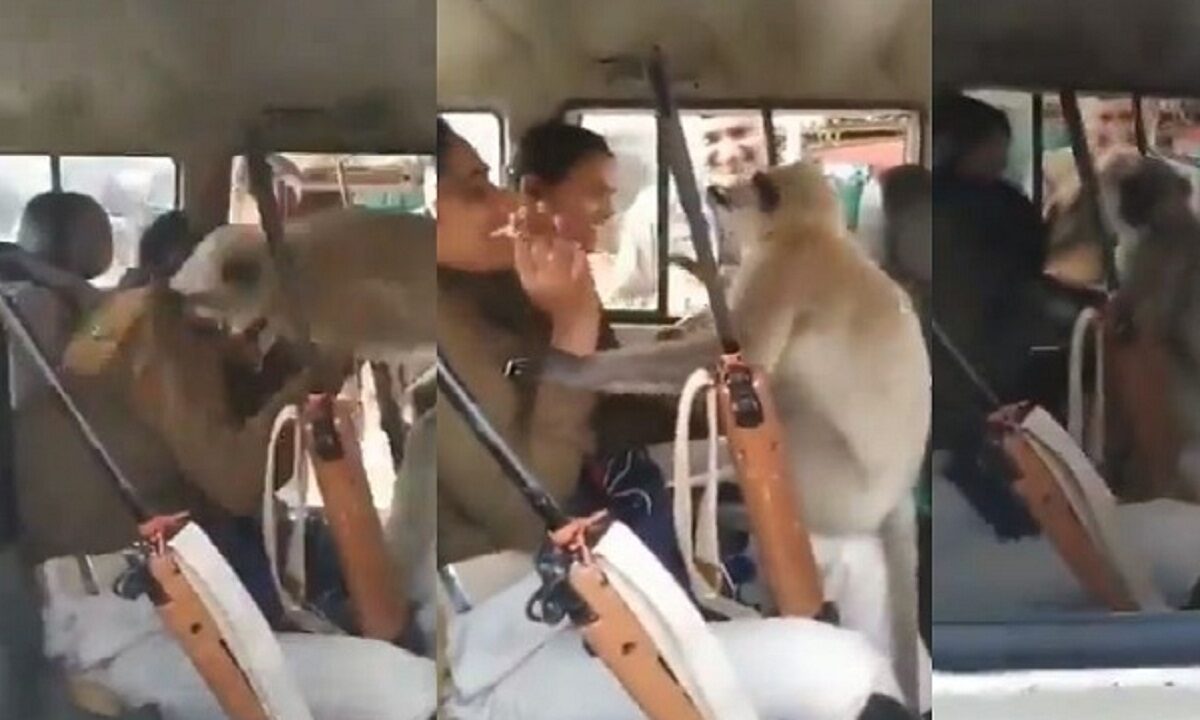 Langur entered the police van