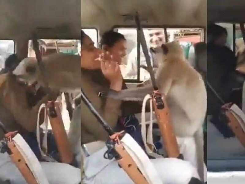 Langur entered the police van