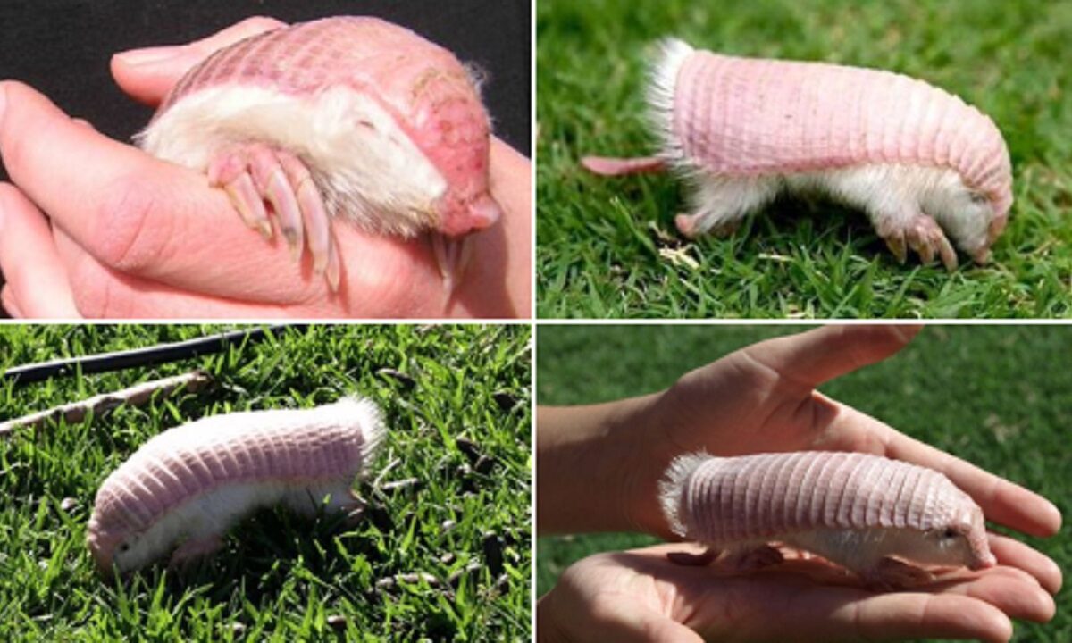 Pink Fairy Armadillo