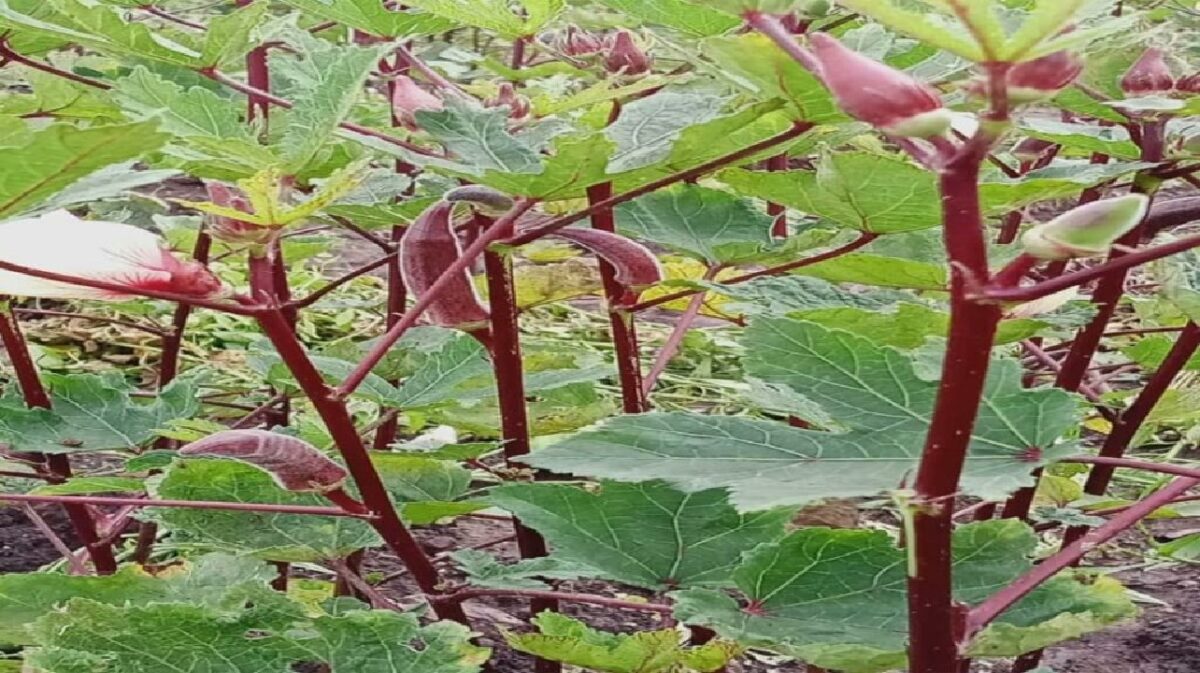 Red Ladyfinger Farming