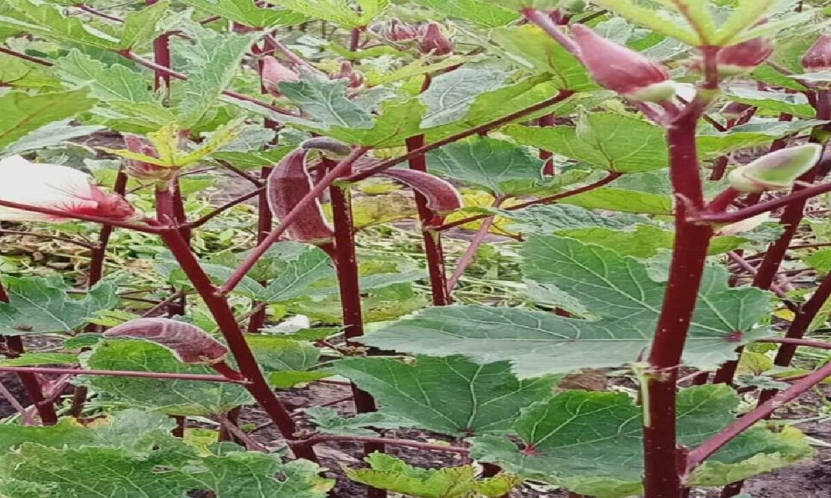 Red Ladyfinger Farming