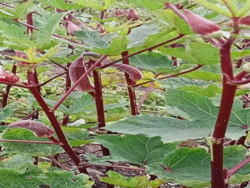 Red Ladyfinger Farming