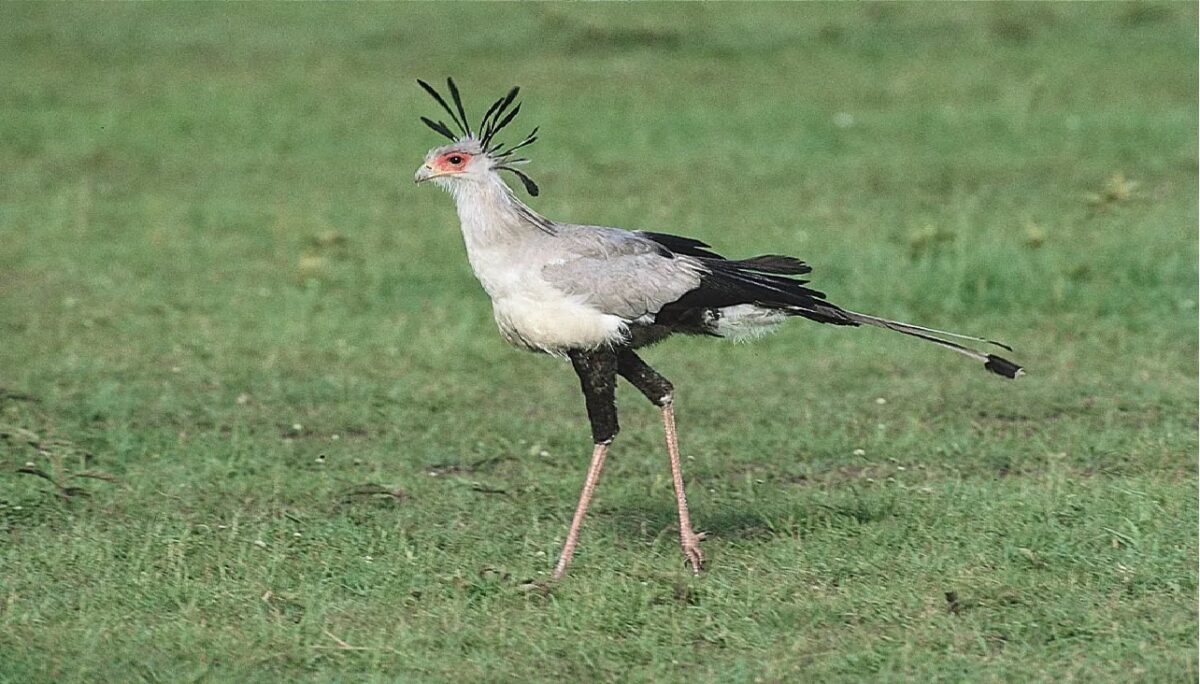 Secretary bird