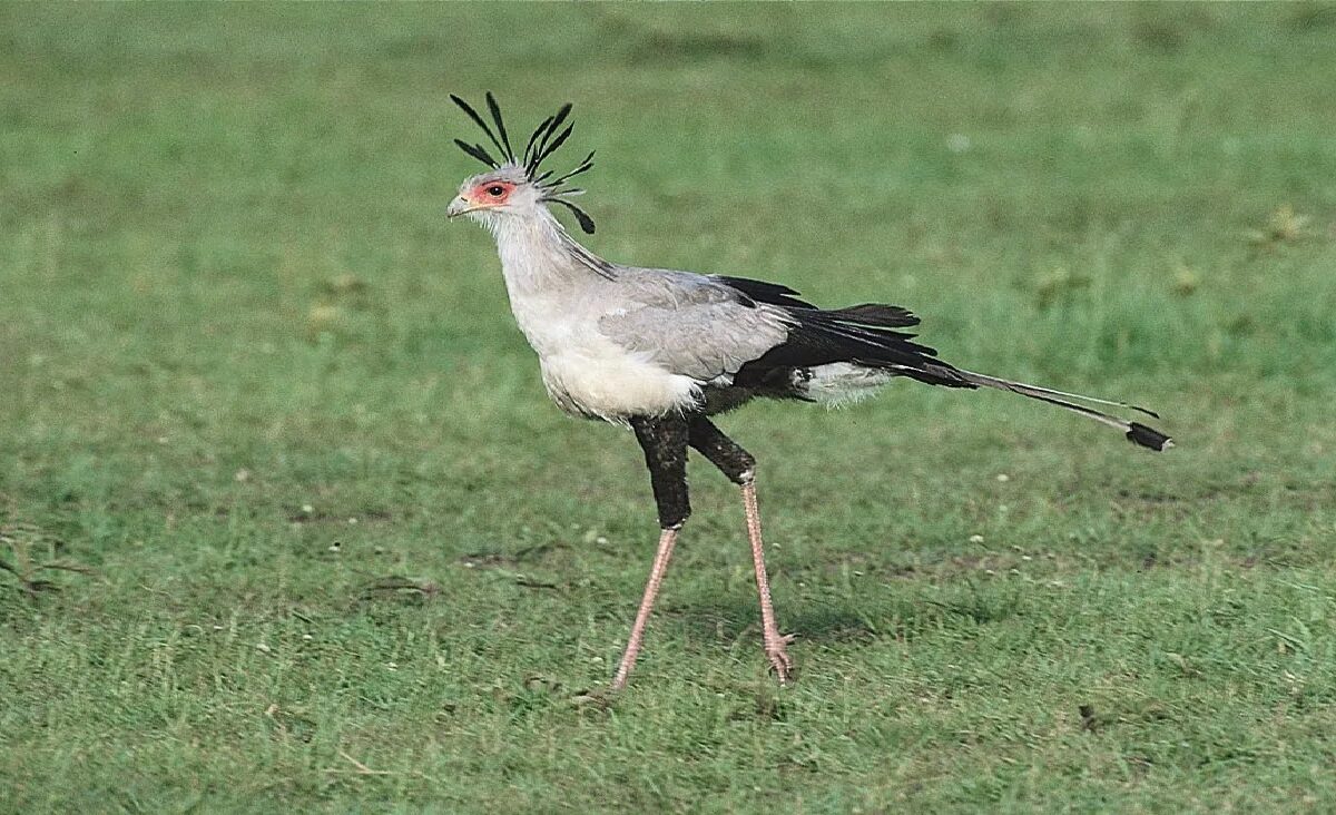 Secretary bird