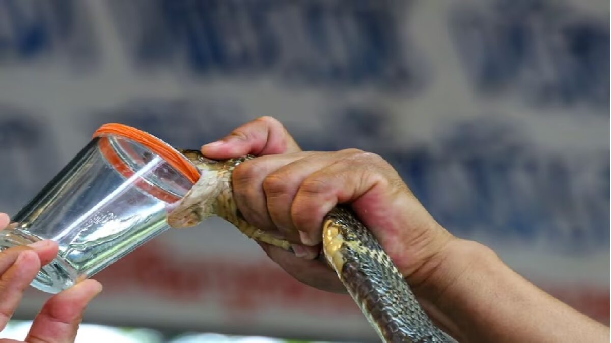 Snake Venom Test