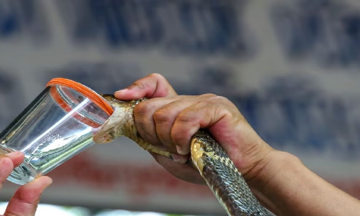 Snake Venom Test