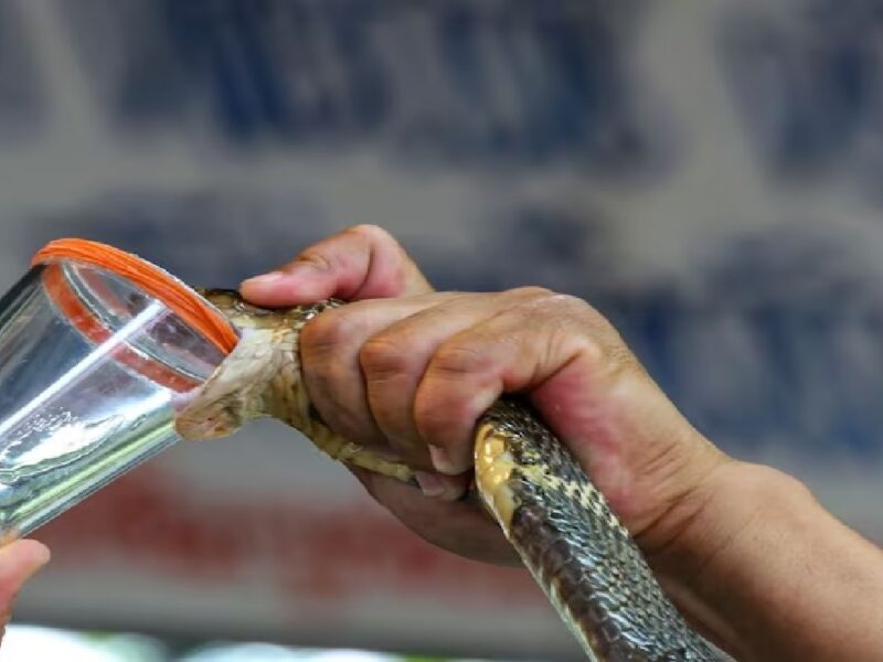 Snake Venom Test