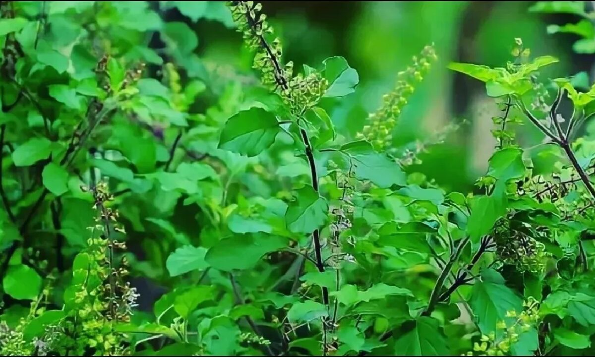 Tulsi Chalisa