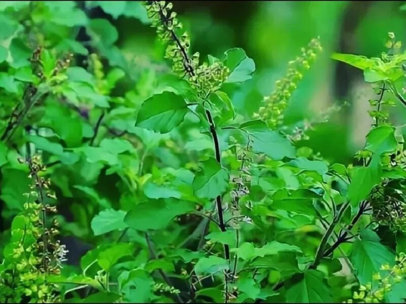 Tulsi Chalisa