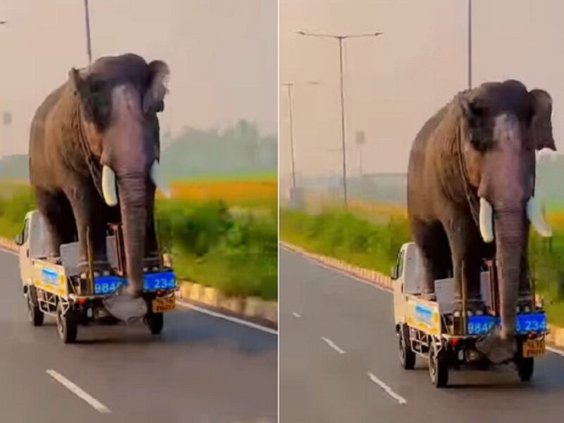 elephant viral video