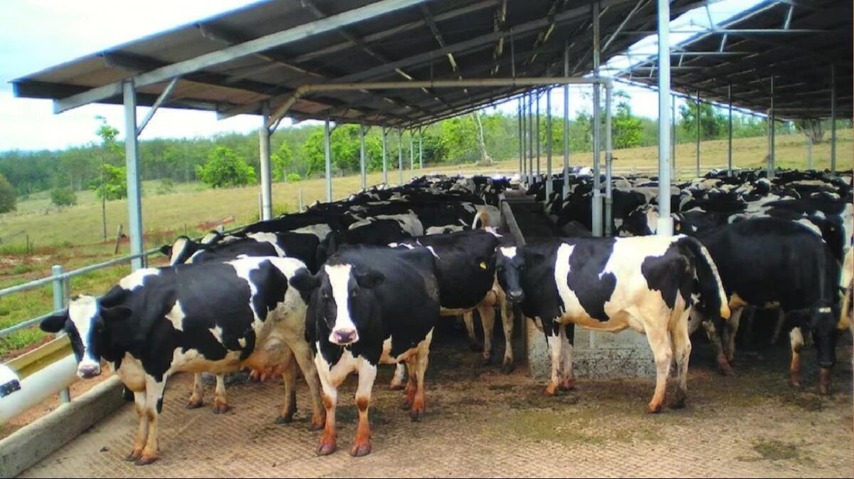 Increase Milk Production Tips