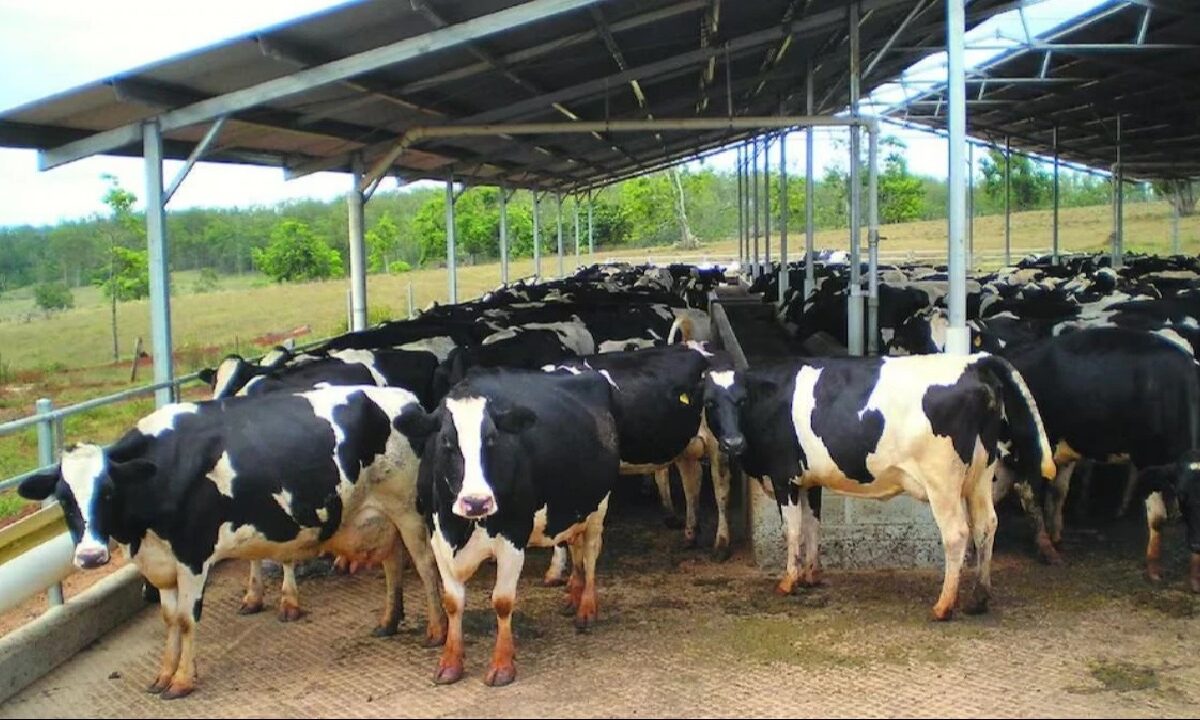 Increase Milk Production Tips