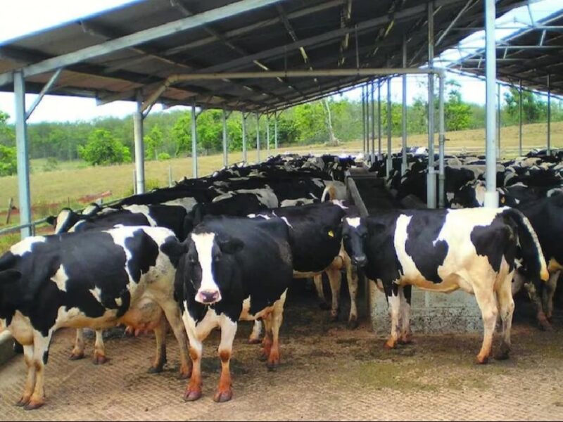 Increase Milk Production Tips