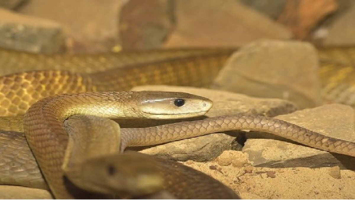 New Venomous Deadliest Snake