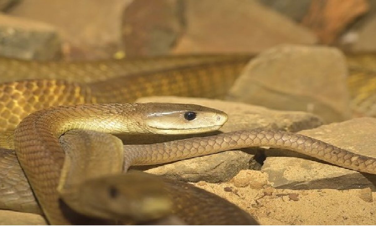 New Venomous Deadliest Snake