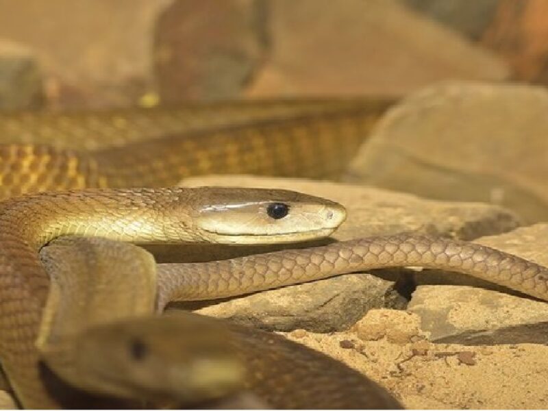 New Venomous Deadliest Snake