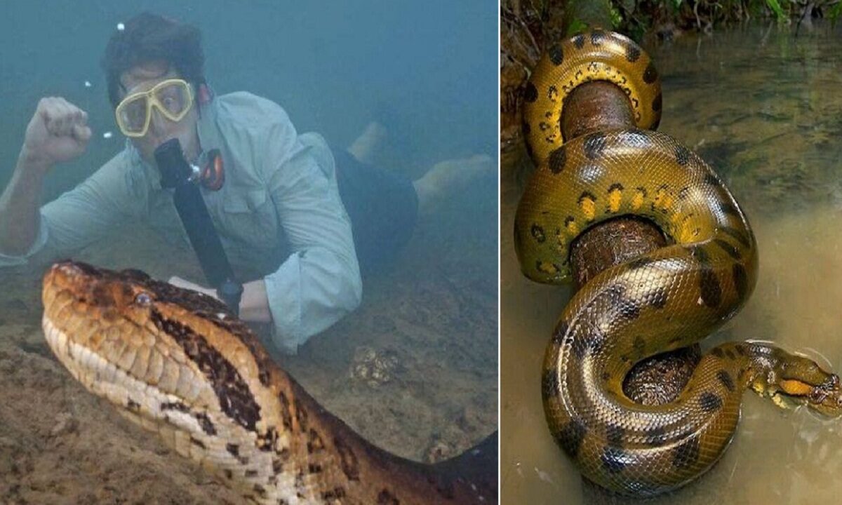 Northern Green Anaconda