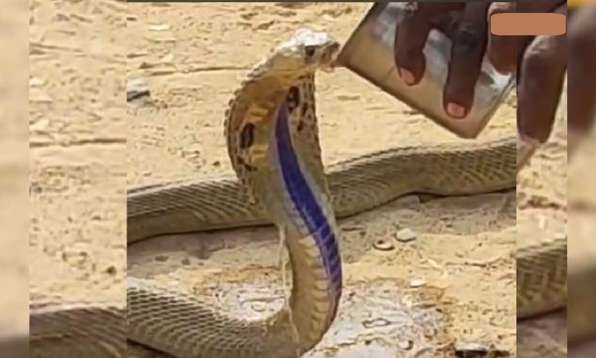 Snake Drinking Water From Glass