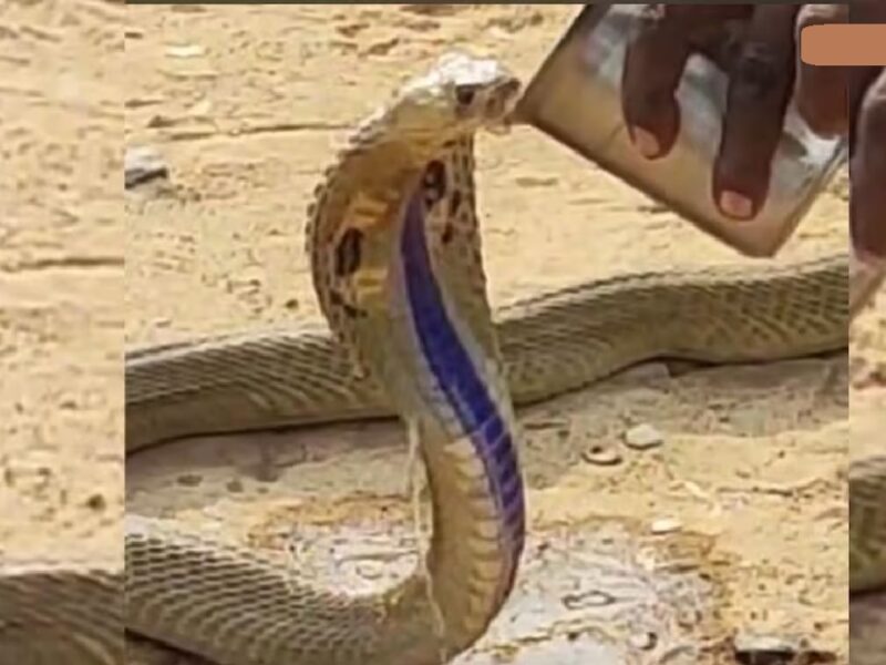 Snake Drinking Water From Glass