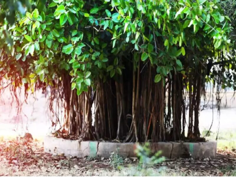 When Should Offer Water In Peepal Tree