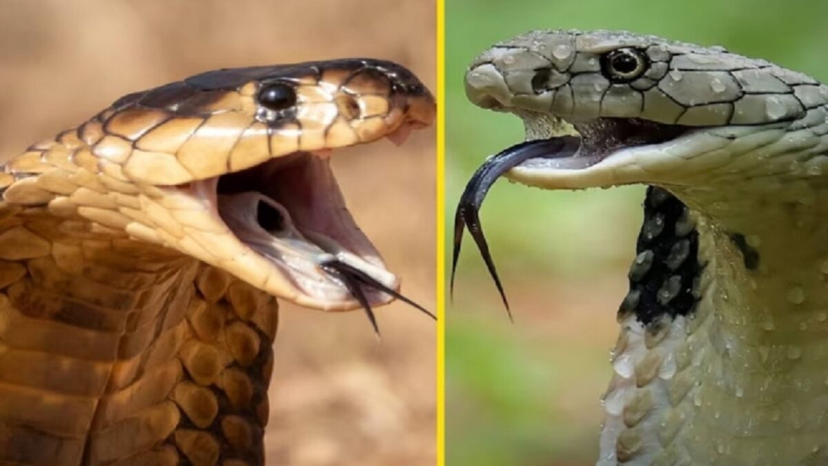 cobra snake