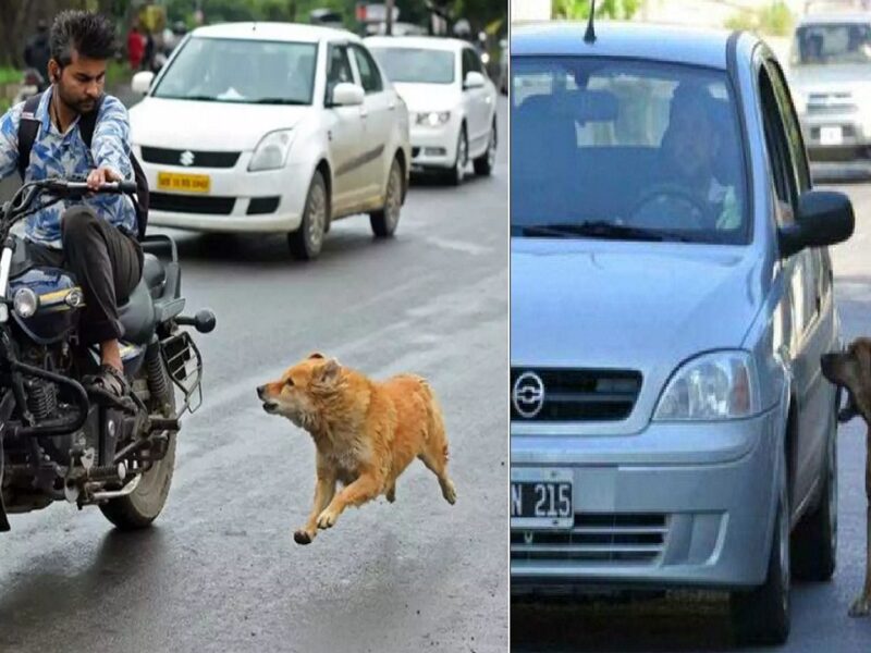 dogs running behind a vehicle